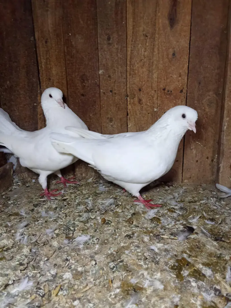 king breeter pair 03136462455 — photo 2