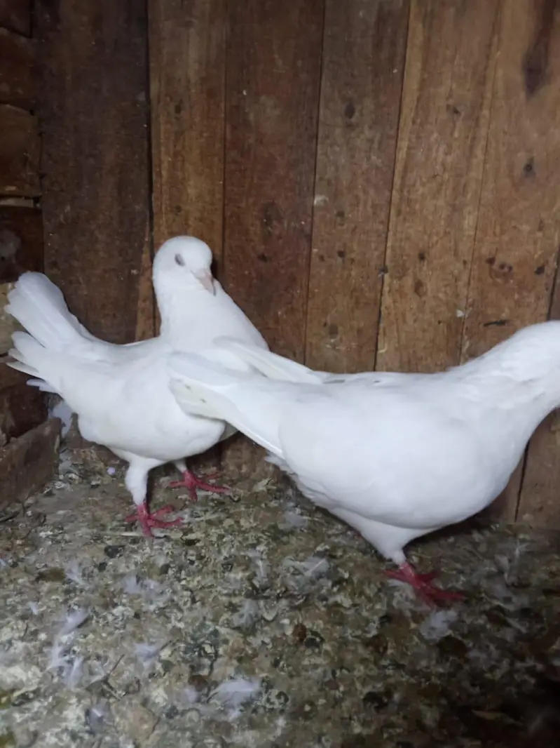 king breeter pair 03136462455 — photo 3