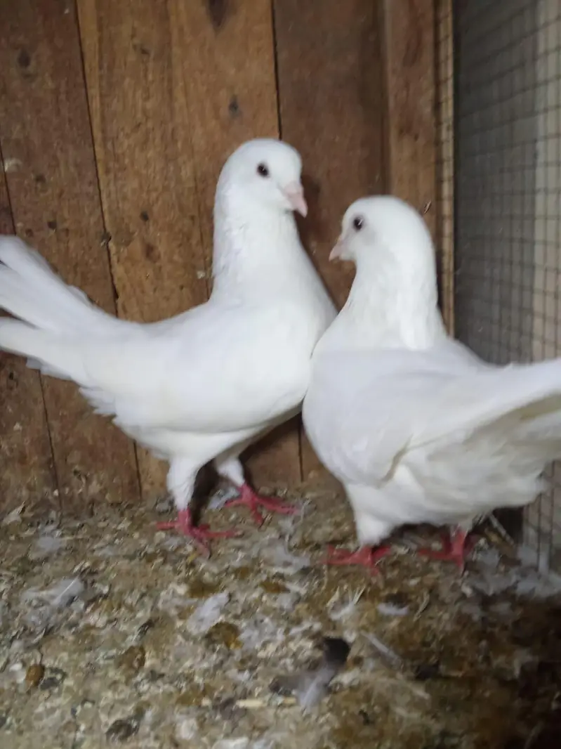 king breeter pair 03136462455 — photo 5