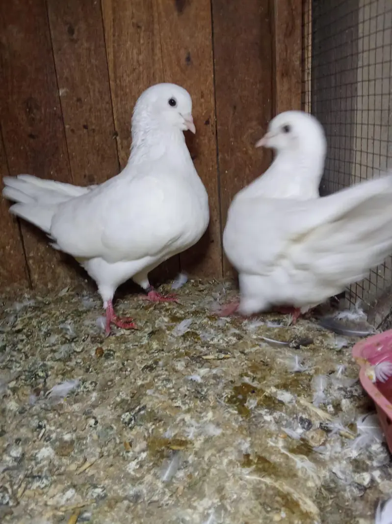 king breeter pair 03136462455 — photo 7