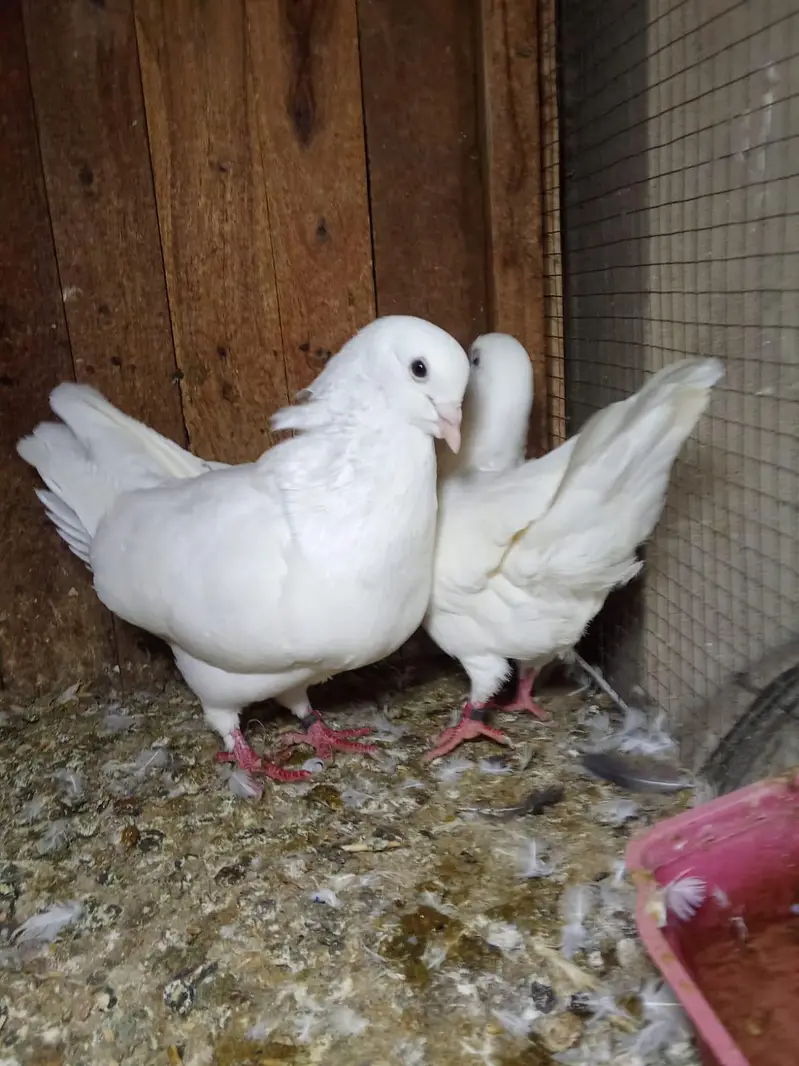 king breeter pair 03136462455 — photo 8