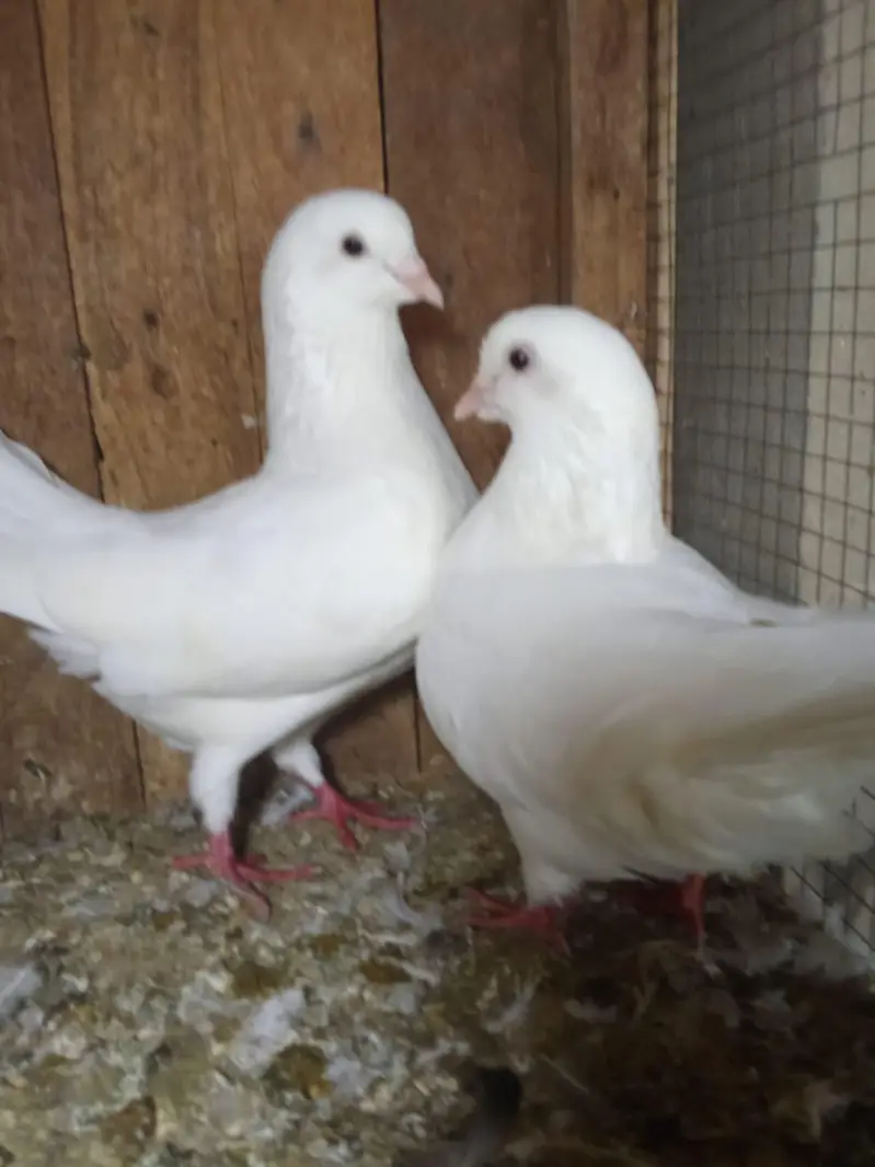 king breeter pair 03136462455 — photo 9