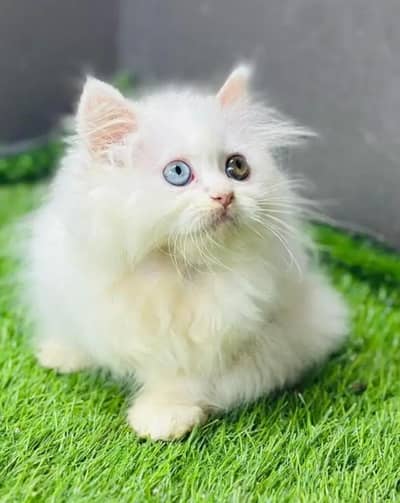 (Persian female kitten) (for sale all) (Pakistan delivery available)