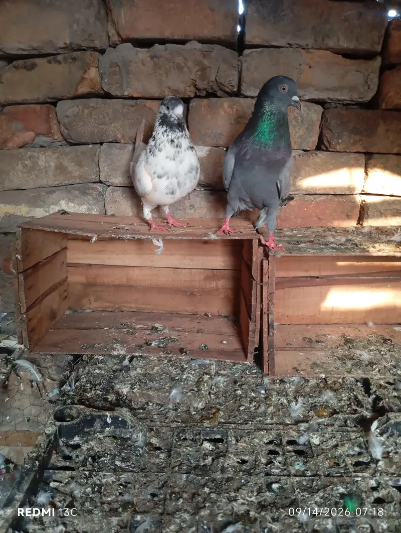 one breeder pair ,and 1 breeder male ,ready to breed — photo 2