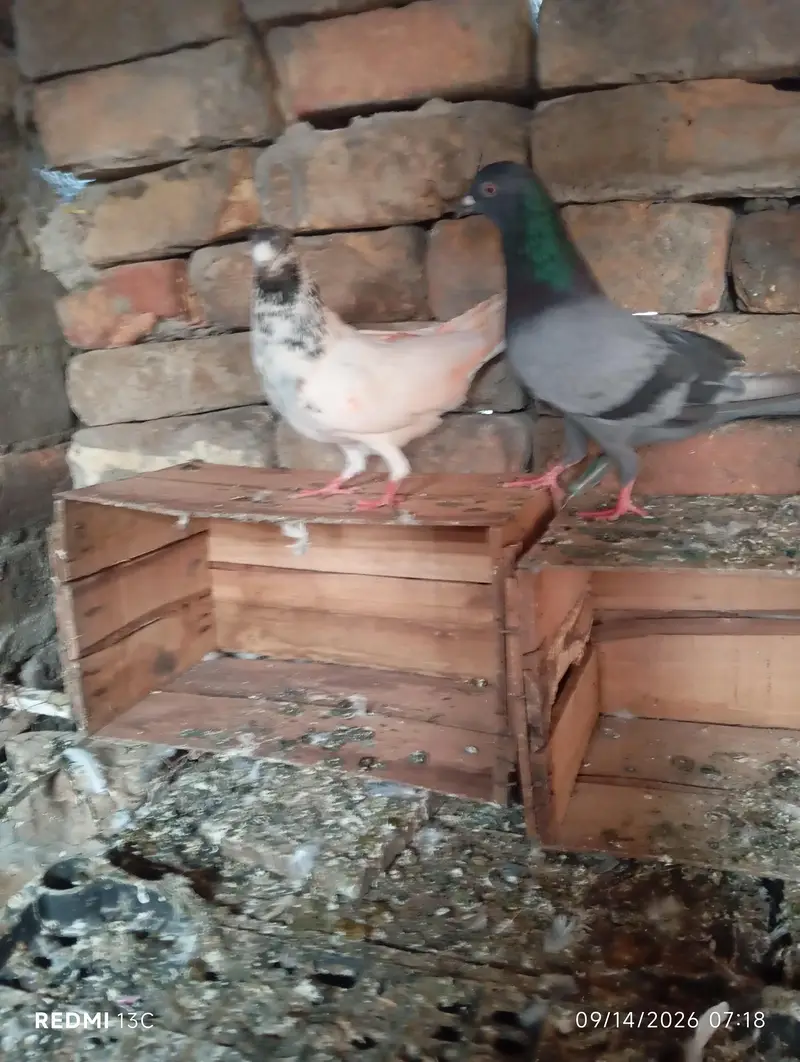 one breeder pair ,and 1 breeder male ,ready to breed — photo 3