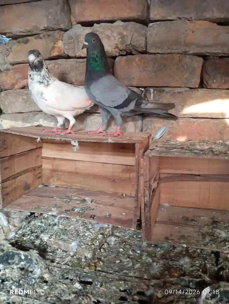 one breeder pair ,and 1 breeder male ,ready to breed — photo 4