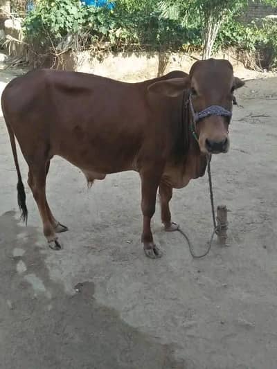 Super power 70cc for sale