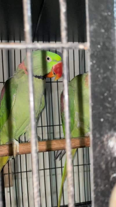 Raw breeder Male 0321.7242445