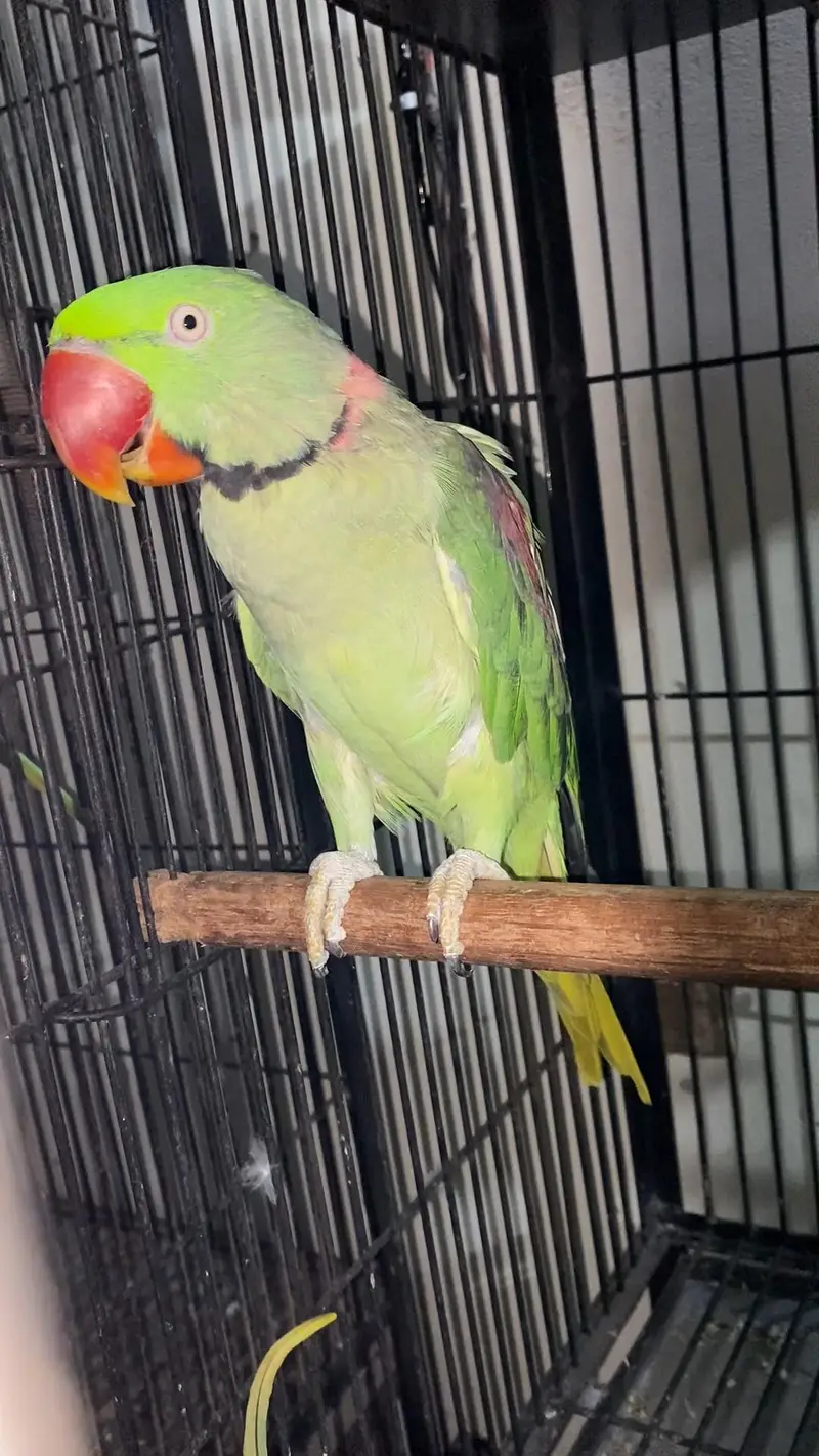 Raw breeder Male 0321.7242445 — photo 2
