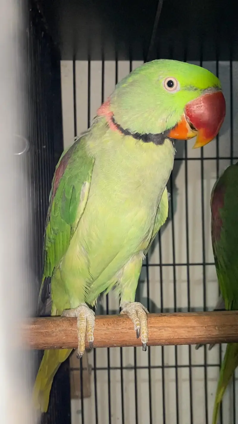 Raw breeder Male 0321.7242445 — photo 3