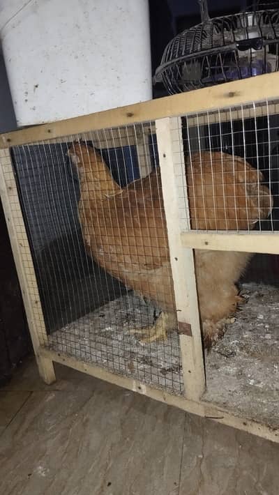 Golden Heavy Buff chickens for sale 1 male 3 females
