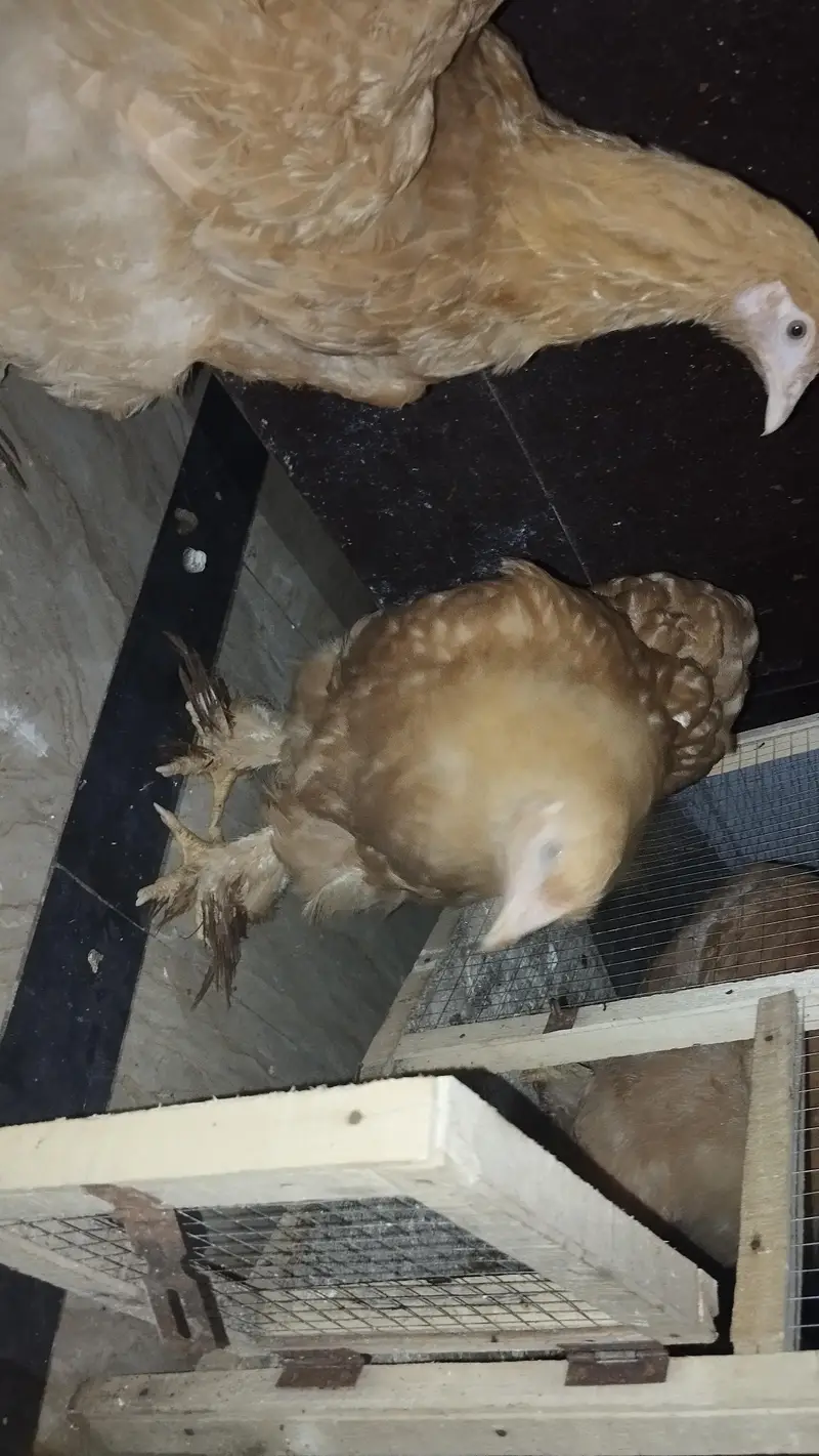 Golden Heavy Buff chickens for sale 1 male 3 females — photo 3
