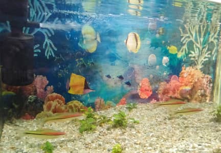 Torpedo Barb