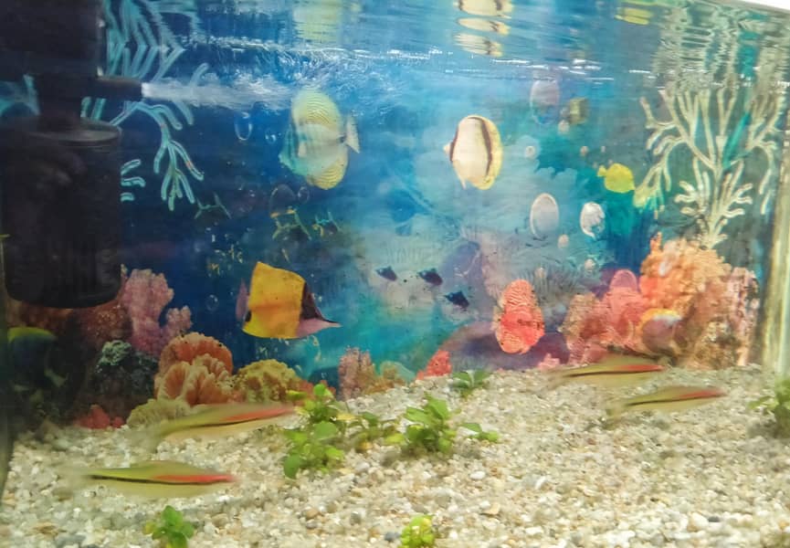 Torpedo Barb 0