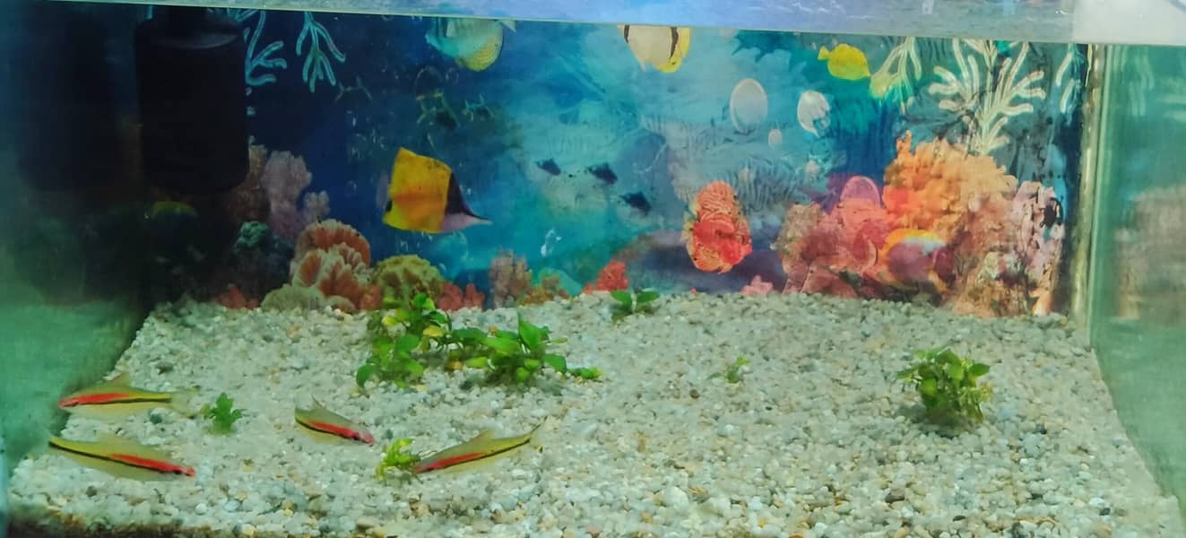 Torpedo Barb 1