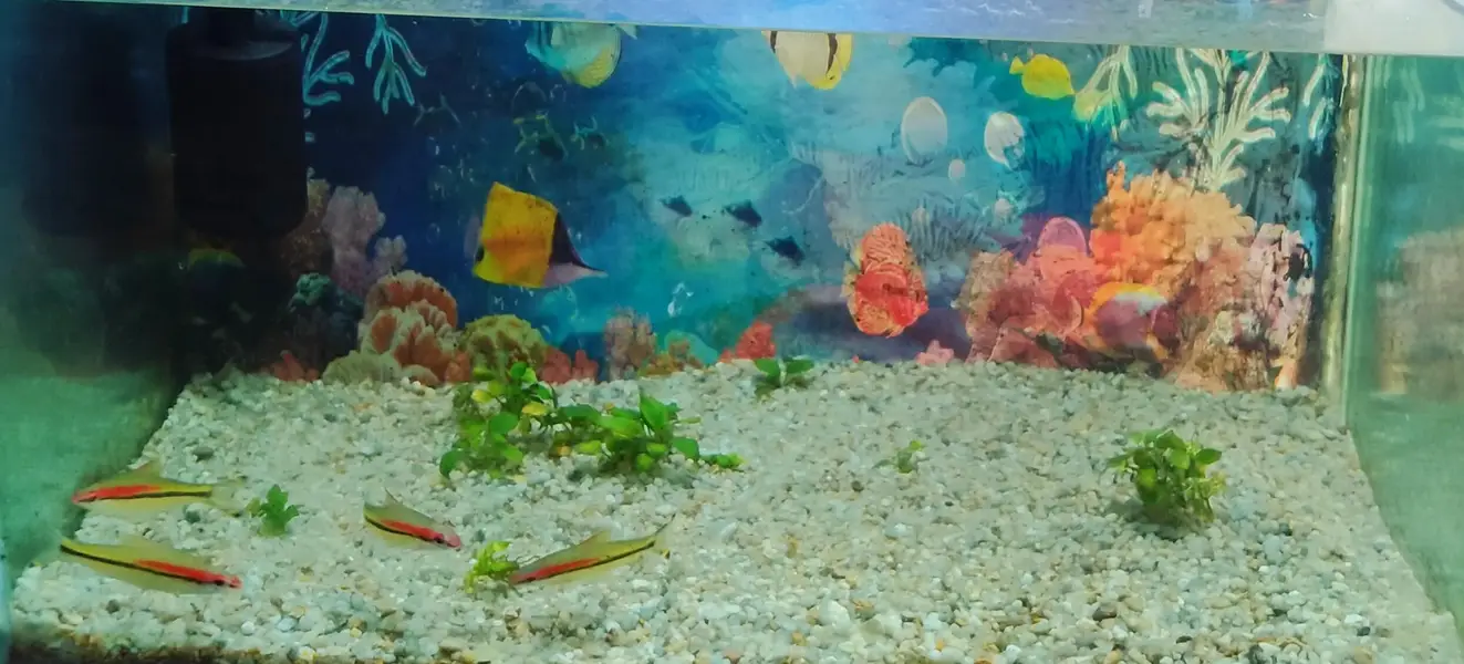 Torpedo Barb — photo 2