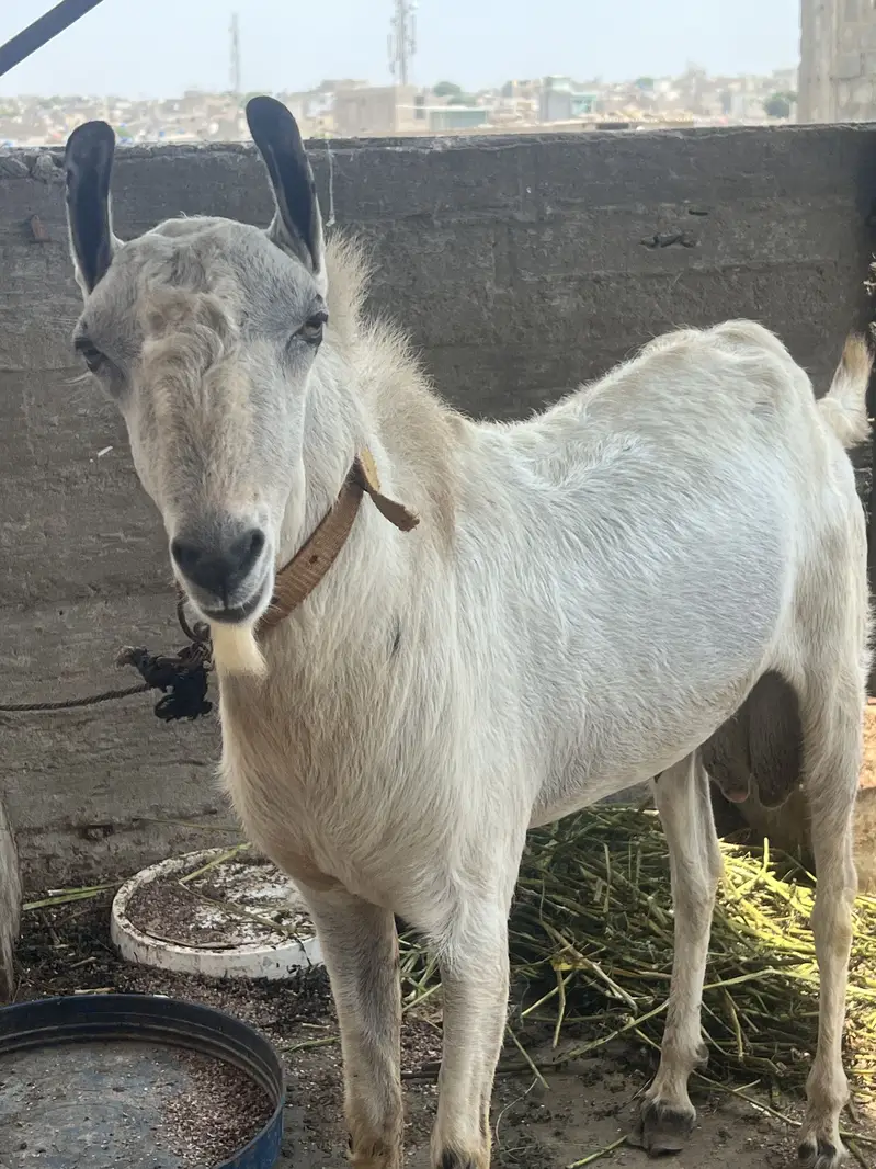 Brbri bakra — photo 2