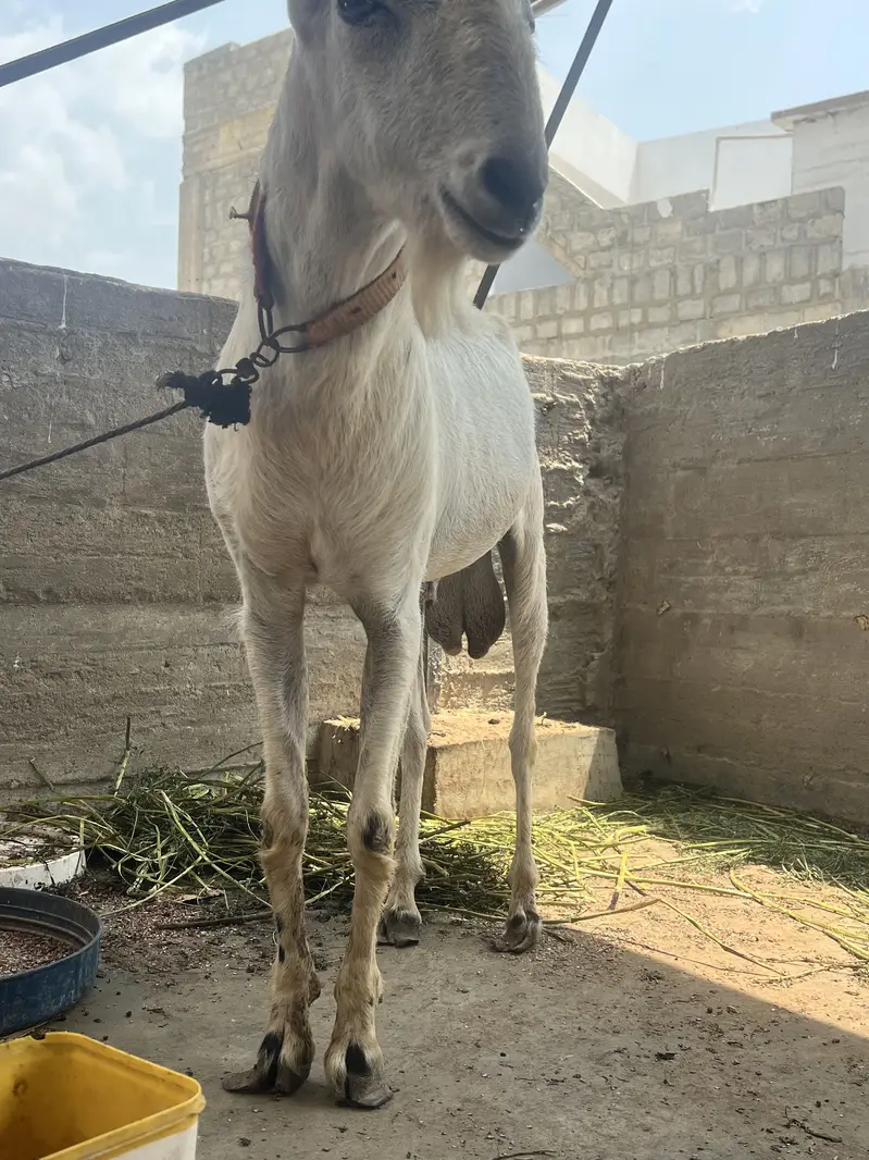 Brbri bakra — photo 3