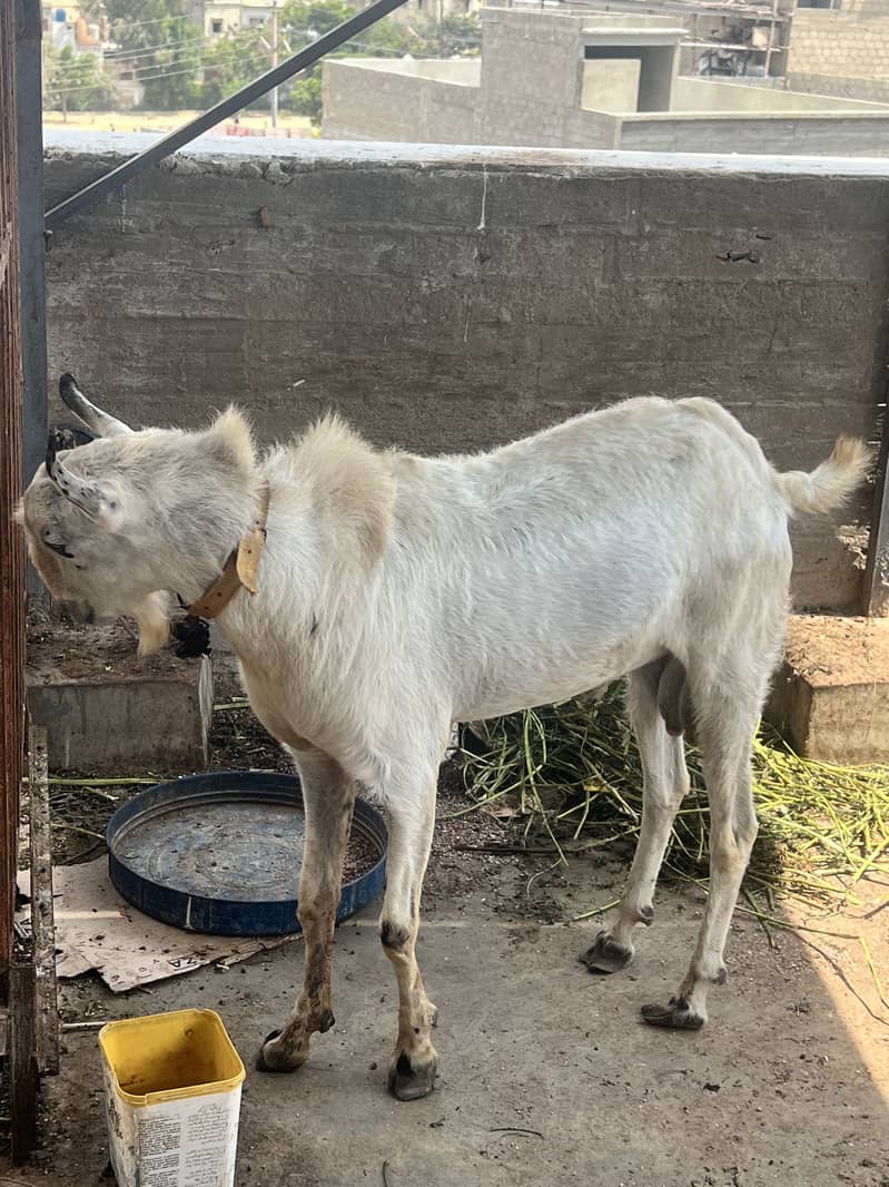 Brbri bakra 3
