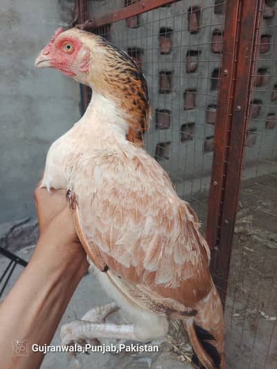 urgent sale ha breed k Lia tiar ha