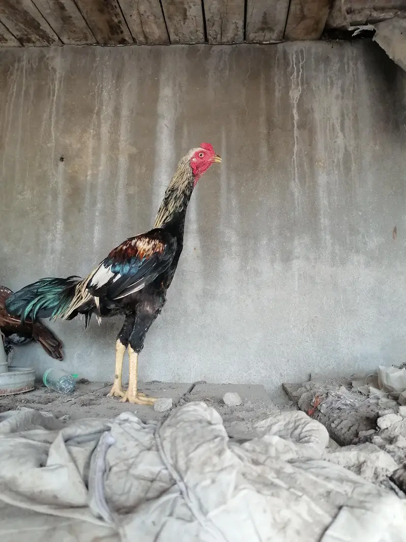 urgent sale ha breed k Lia tiar ha — photo 2