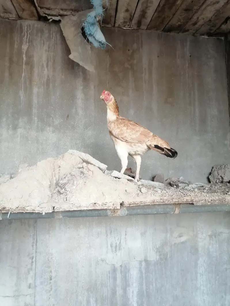 urgent sale ha breed k Lia tiar ha — photo 3