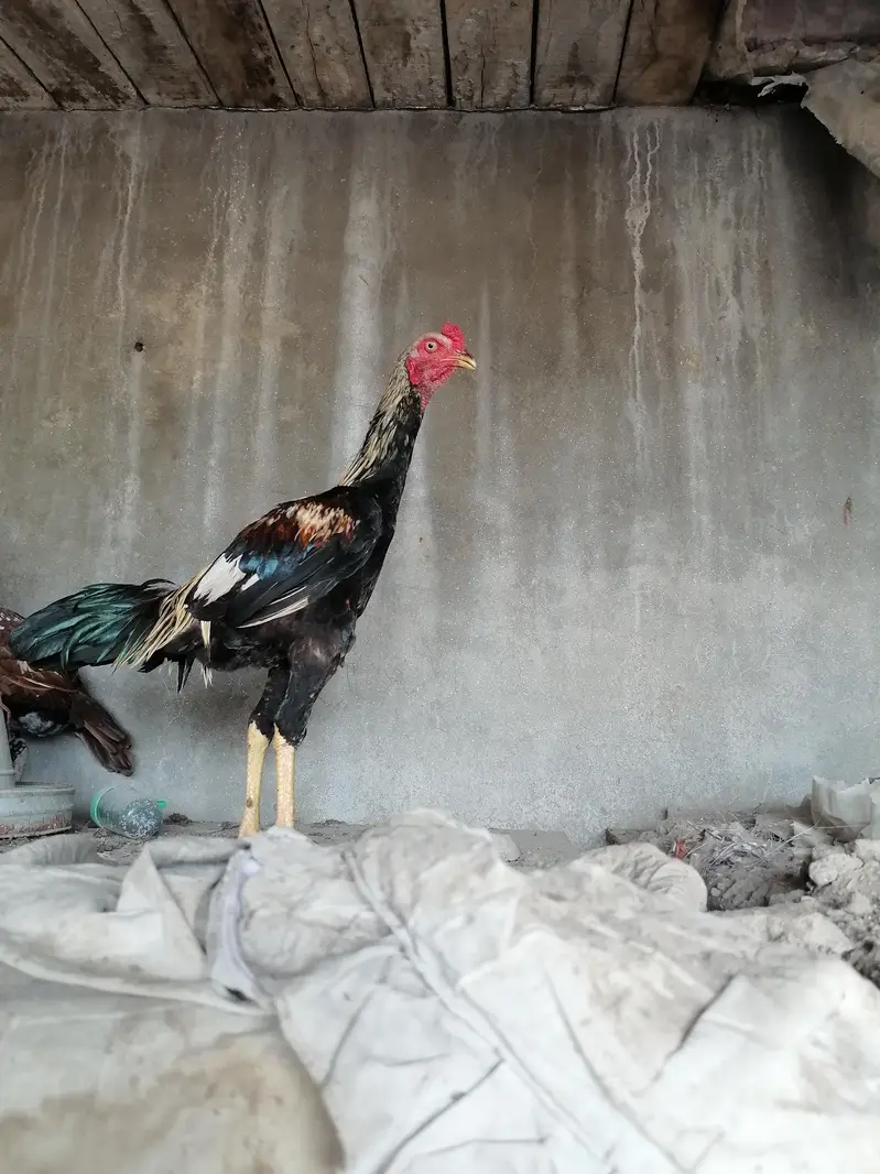 urgent sale ha breed k Lia tiar ha — photo 4
