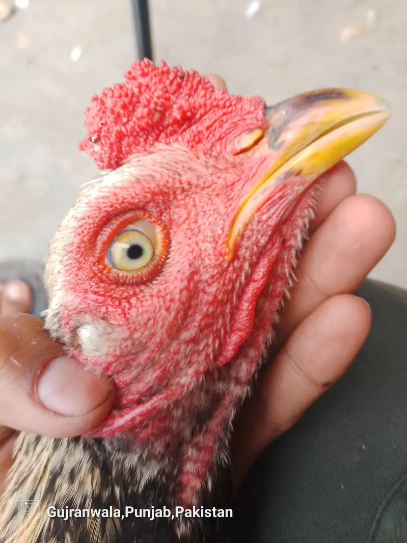 urgent sale ha breed k Lia tiar ha — photo 5