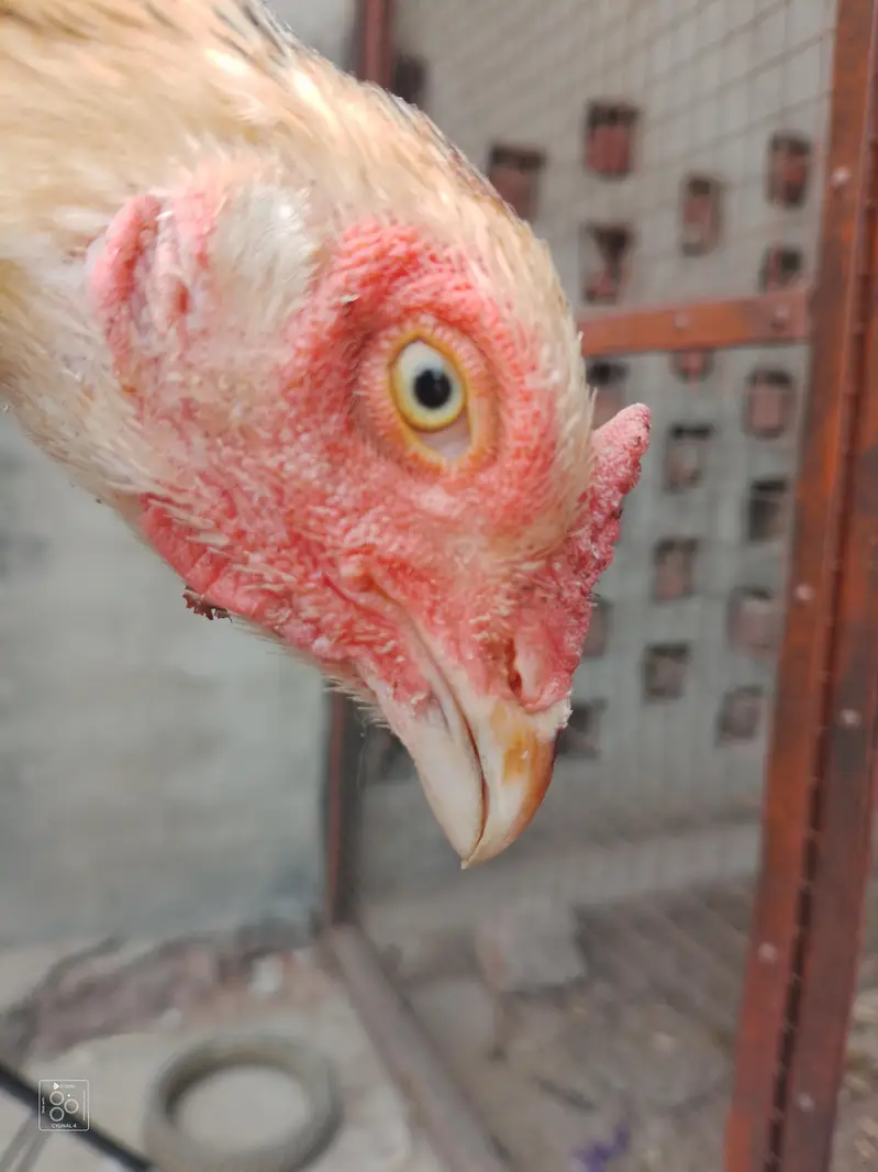 urgent sale ha breed k Lia tiar ha — photo 6