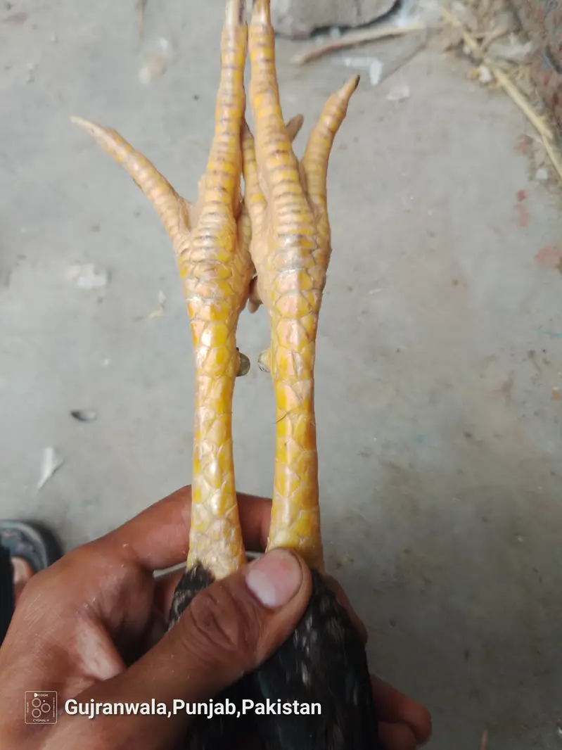 urgent sale ha breed k Lia tiar ha — photo 8