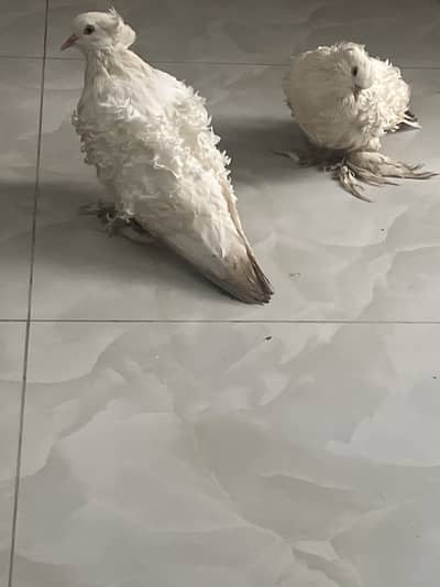 Frillback white pair for sale
