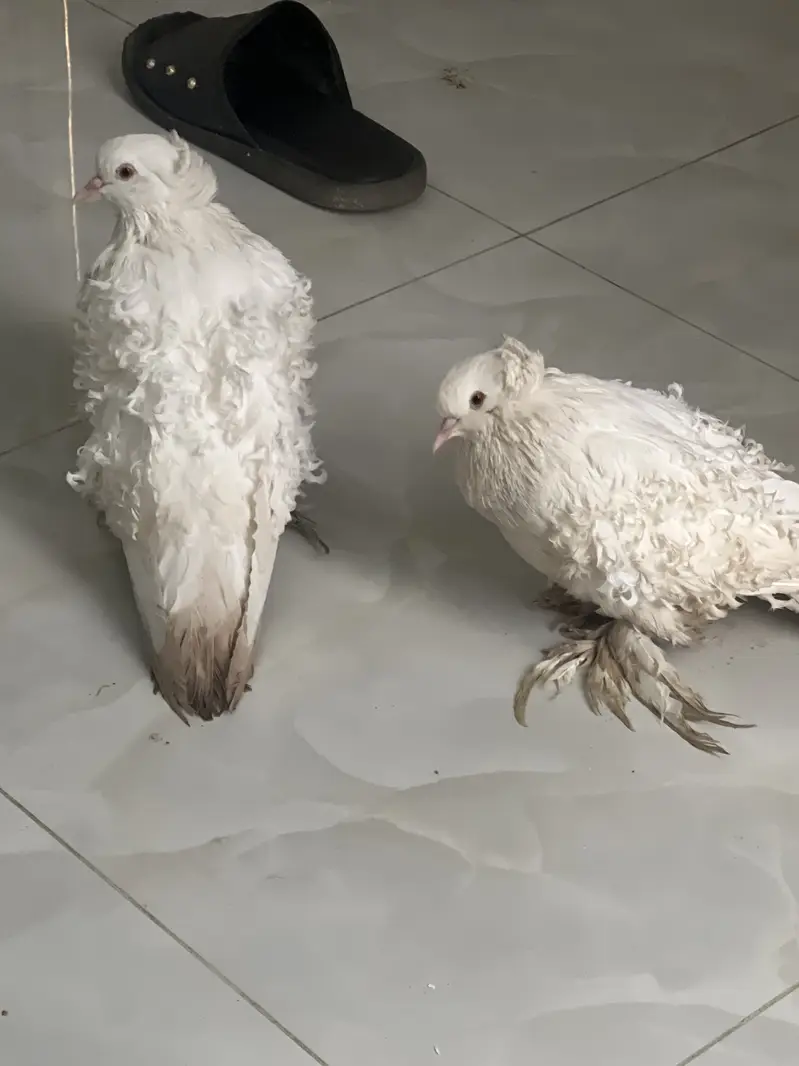 Frillback white pair for sale — photo 2