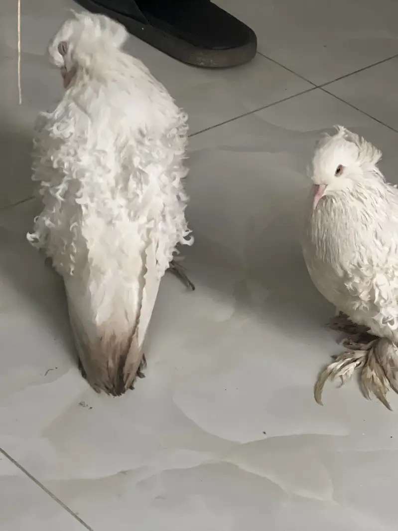 Frillback white pair for sale — photo 3