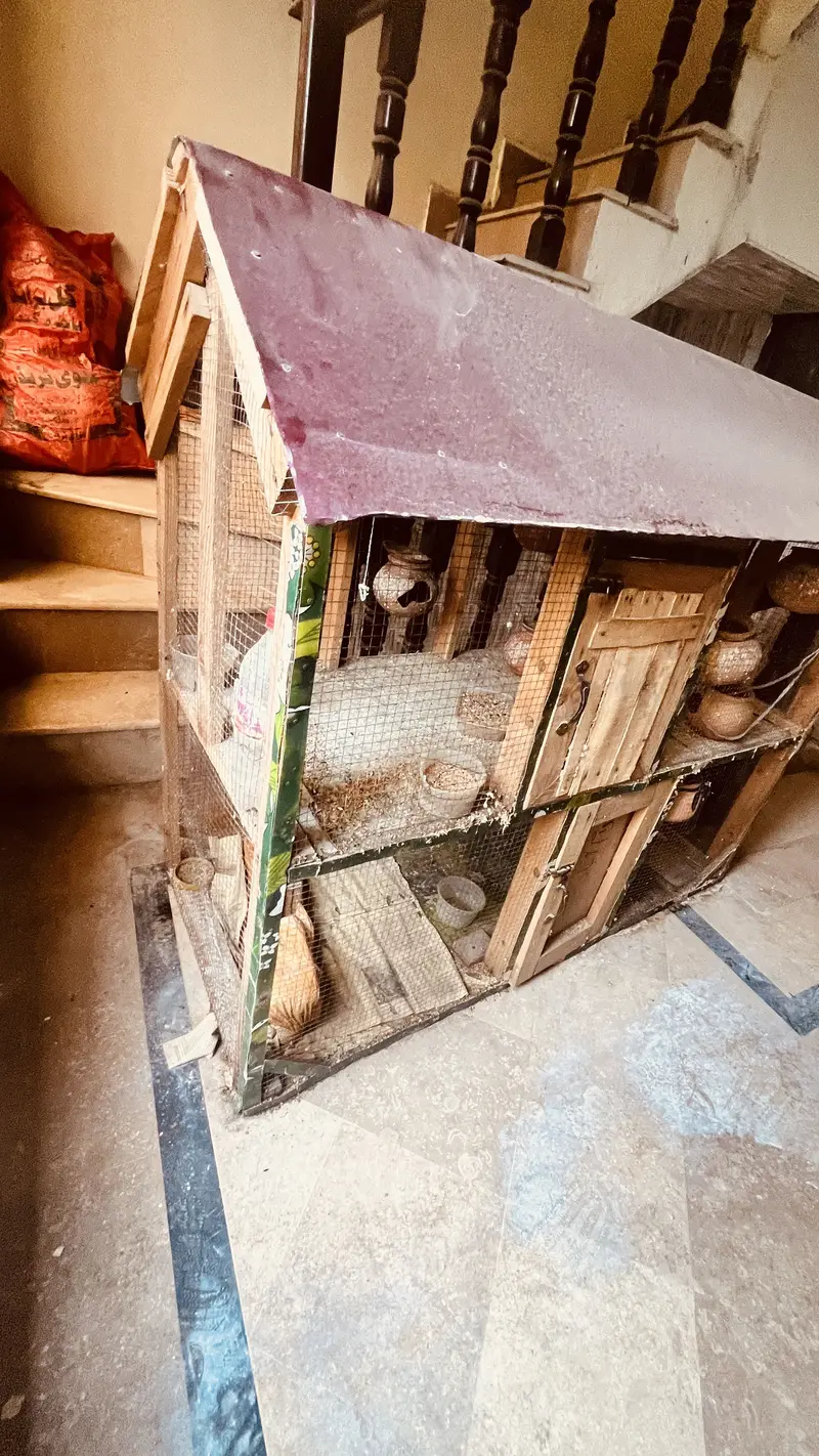 bird cage — photo 2