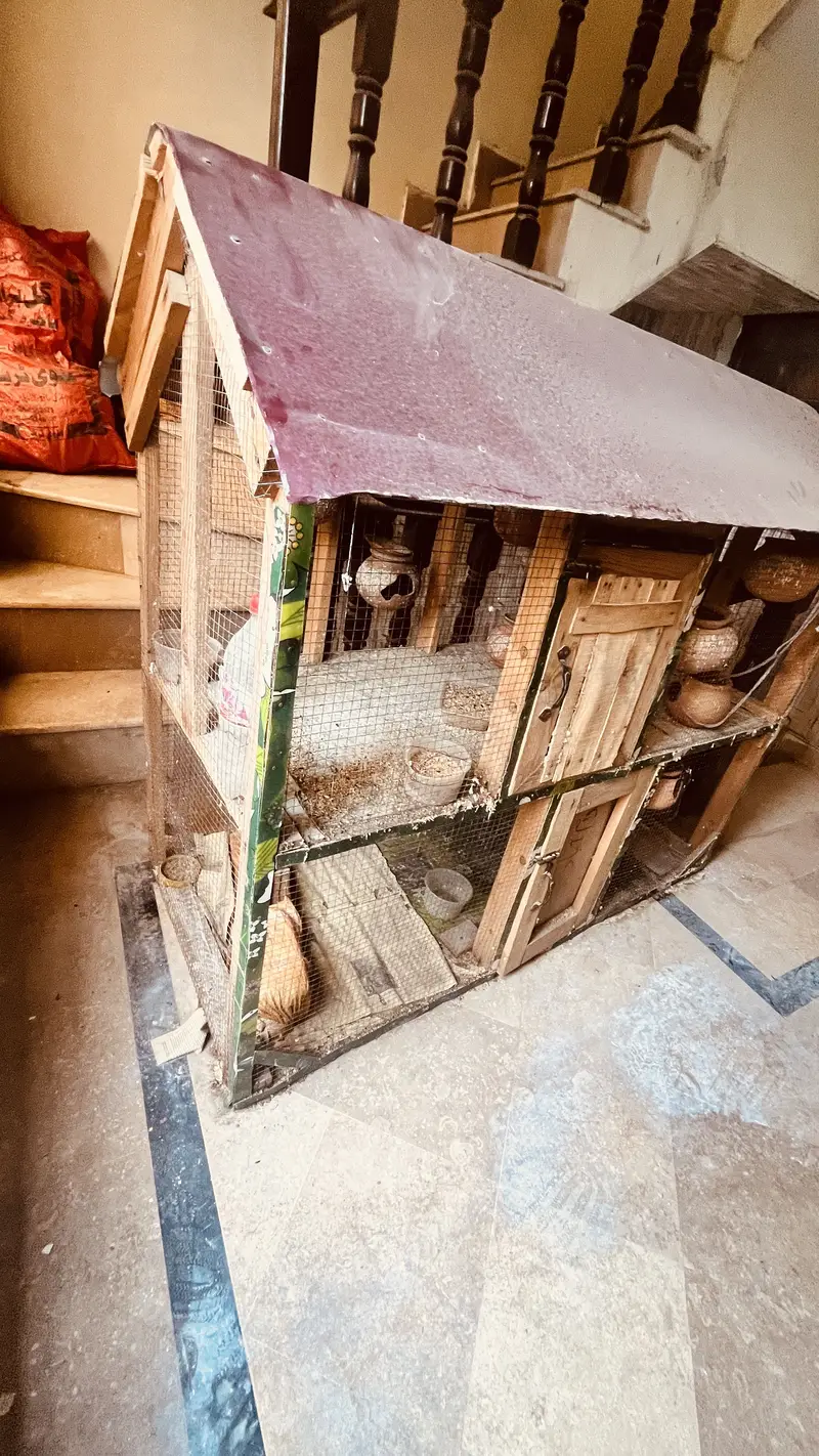 bird cage — photo 3