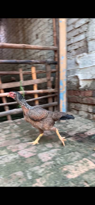 full size aseel hen