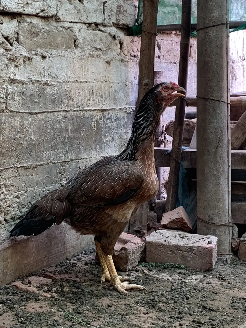 full size aseel hen — photo 2