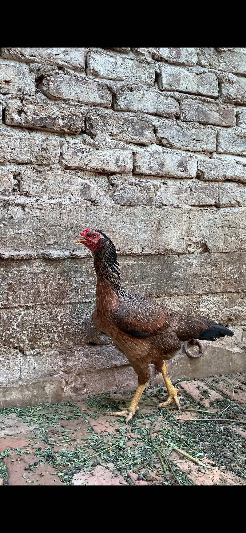 full size aseel hen — photo 3