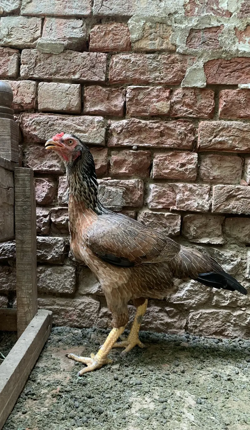 full size aseel hen — photo 4