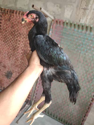 shamo patha