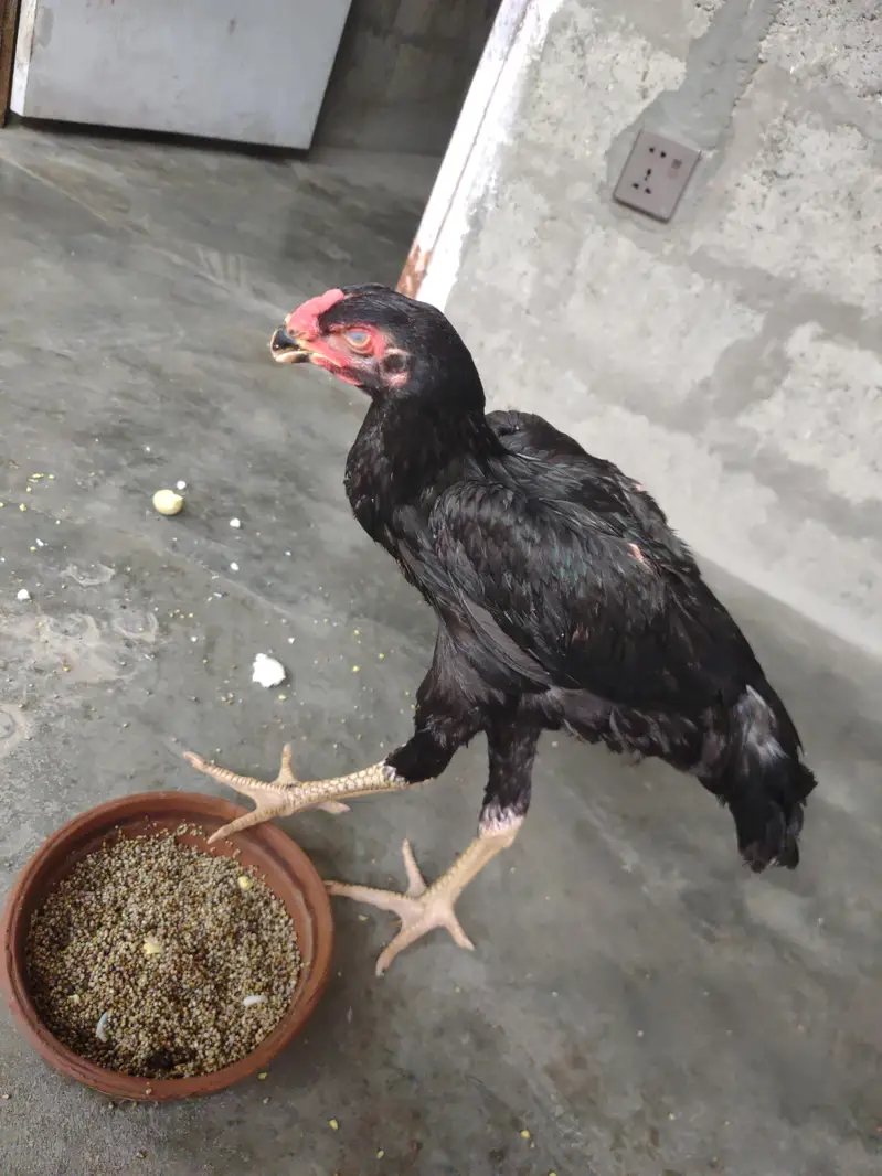 shamo parmos — photo 3