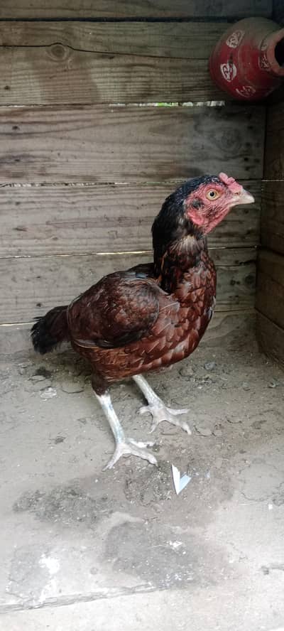 sell 1 female breader hen