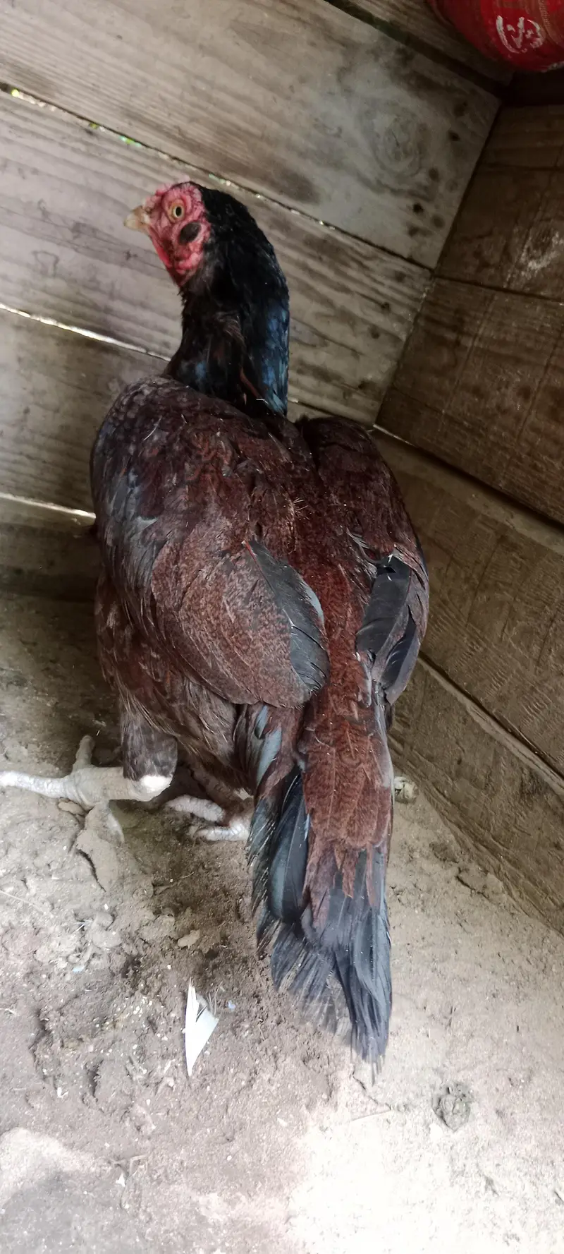 sell 1 female breader hen — photo 2
