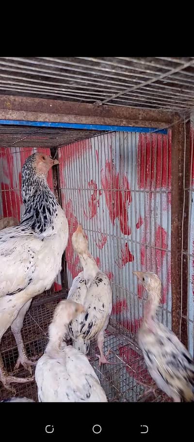 aseel han 7 chicks