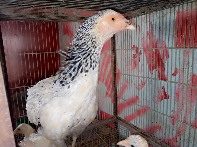 aseel han 7 chicks — photo 2