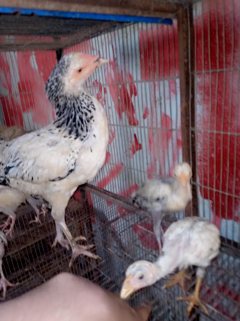aseel han 7 chicks — photo 3