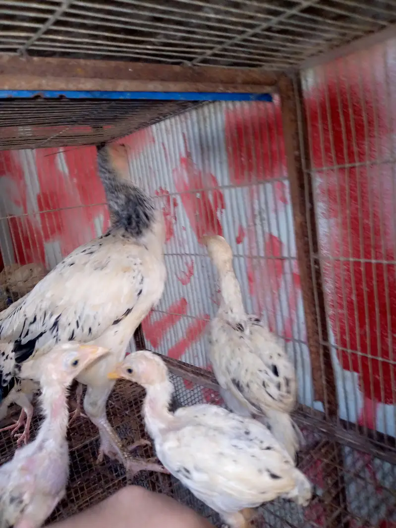 aseel han 7 chicks — photo 4