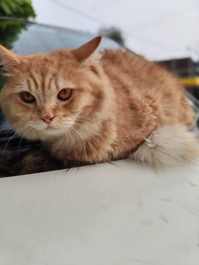 ​Pure Triple Coat Persian Cats/Kittens for Sale - Healthy & Active