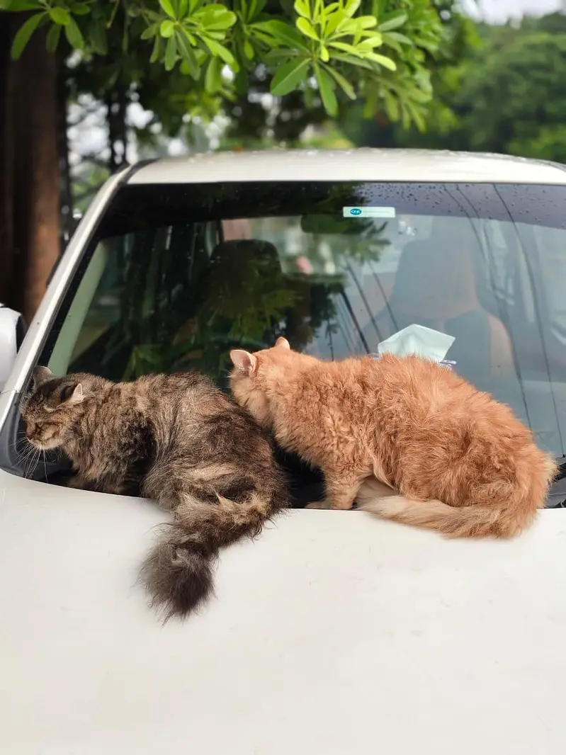 ​Pure Triple Coat Persian Cats/Kittens for Sale - Healthy & Active — photo 2