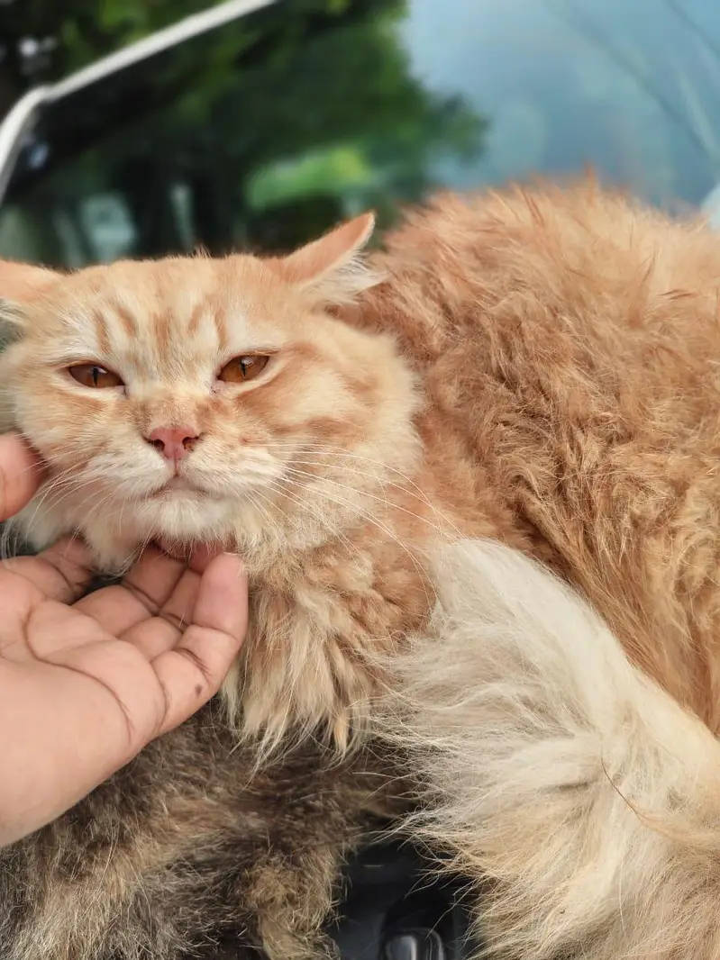 ​Pure Triple Coat Persian Cats/Kittens for Sale - Healthy & Active — photo 3